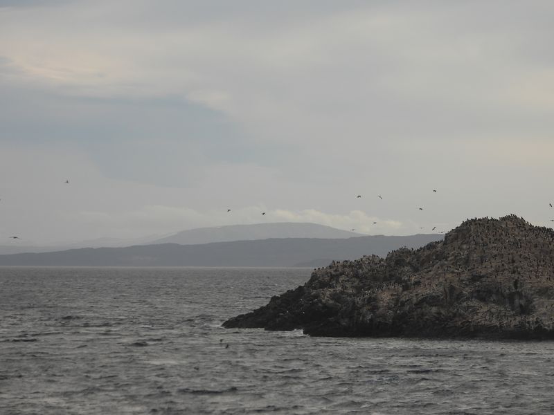 A rocky island covered in seabirds is situated in the middle of a body of water. The sky is overcast…