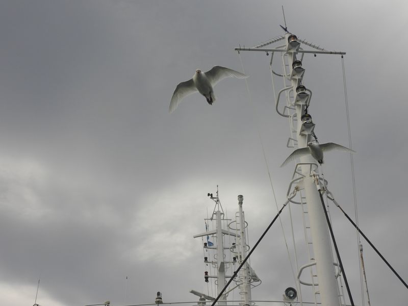 A white bird, likely a gull, is flying near the top of a tall mast or antenna structure. The bird is…